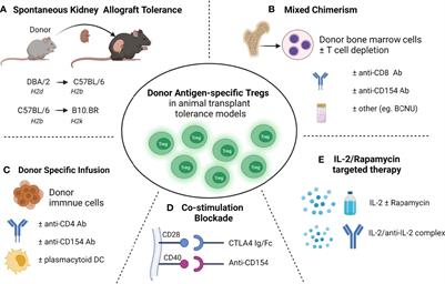 Antigen Specific Regulatory T Cells in Kidney Transplantation and Other Tolerance Settings